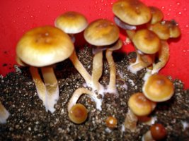lupelius_mex-tapalpa13.jpg