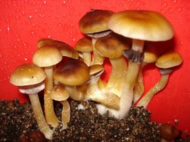 1º Cultivo Mex Tapalpa