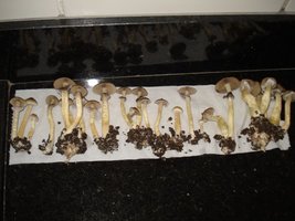 lupelius_mex-tapalpa15.jpg