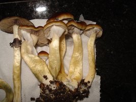 lupelius_mex-tapalpa16.jpg