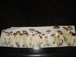 lupelius_mex-tapalpa17.jpg
