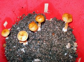 lupelius_mex-tapalpa18.jpg