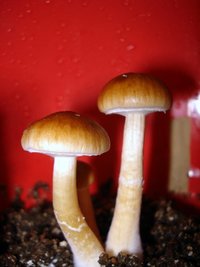 lupelius_mex-tapalpa19.jpg