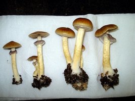 lupelius_mex-tapalpa20.jpg
