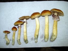lupelius_mex-tapalpa21.jpg