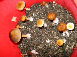 lupelius_mex-tapalpa23.jpg