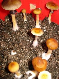 lupelius_mex-tapalpa24.jpg