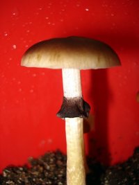 lupelius_mex-tapalpa25.jpg