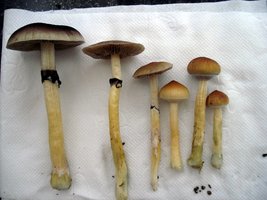 lupelius_mex-tapalpa26.jpg