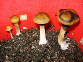 lupelius_mex-tapalpa27.jpg