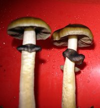 lupelius_mex-tapalpa28.jpg