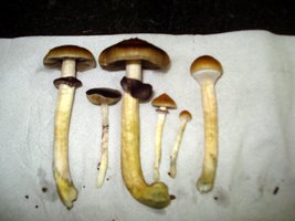 lupelius_mex-tapalpa29.jpg