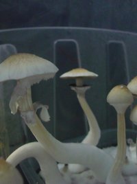 tupy-pc_burma08.jpg