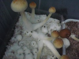 tupy-pc_burma11.jpg