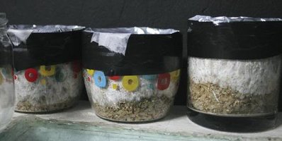 tupy-burma17.jpg