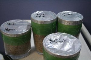 tupy-xapuri08.jpg