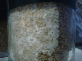 tupy-xapuryII10.jpg
