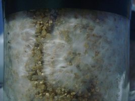 tupy-xapuryII11.jpg