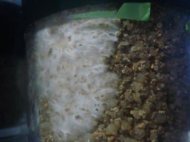 tupy-xapuryII12.jpg