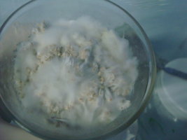 tupy-xapuryII17.jpg