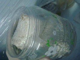 tupy-xapuryII18.jpg