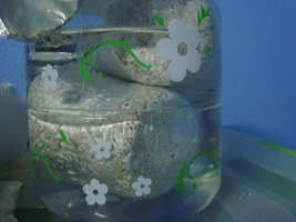 tupy-xapuryII19.jpg