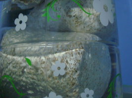 tupy-xapuryII20.jpg