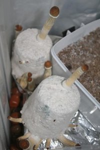 tupy-xapuryII21.jpg