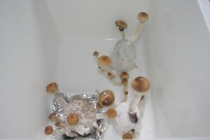 tupy-xapuryII22.jpg
