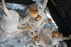 tupy-xapuryII24.jpg