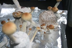 tupy-xapuryII25.jpg