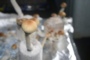 tupy-xapuryII26.jpg