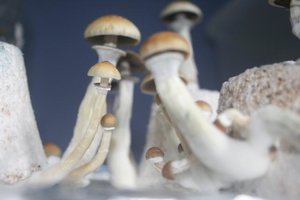 tupy-xapuryII27.jpg