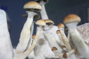 tupy-xapuryII28.jpg