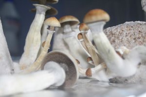 tupy-xapuryII29.jpg