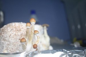 tupy-xapuryII30.jpg