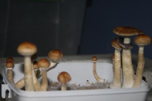 tupy-xapuryII47.jpg