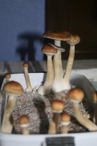 tupy-xapuryII48.jpg