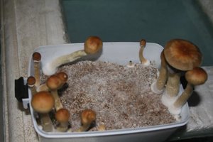 tupy-xapuryII49.jpg