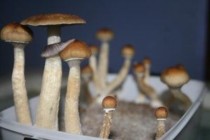tupy-xapuryII51.jpg