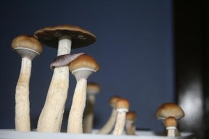 tupy-xapuryII52.jpg