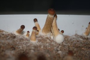 tupy-xapuryII55.jpg