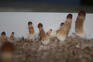 tupy-xapuryII56.jpg