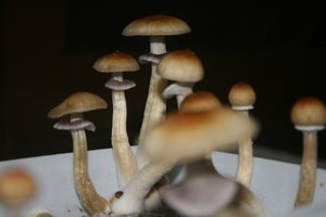 tupy-xapuryII58.jpg