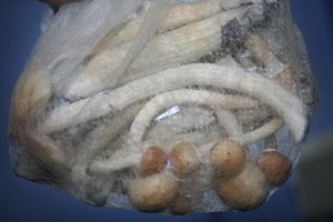 tupy-xapuryII59.jpg