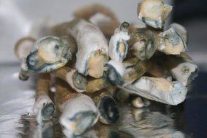 tupy-xapuryII60.jpg