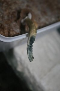 tupy-xapuryII61.jpg