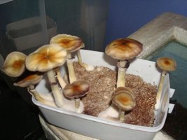 tupy-xapuryII62.jpg