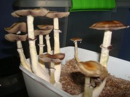 tupy-xapuryII63.jpg