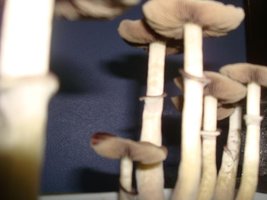 tupy-xapuryII64.jpg